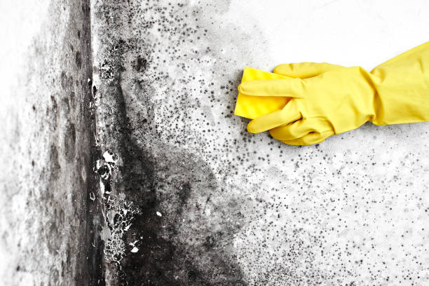 Best Environmental Consulting for Mold Prevention  in Spanay, WA