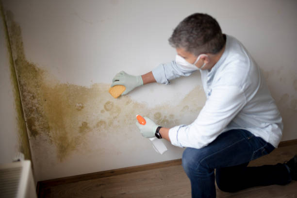 Best Emergency Mold Remediation  in Spanay, WA