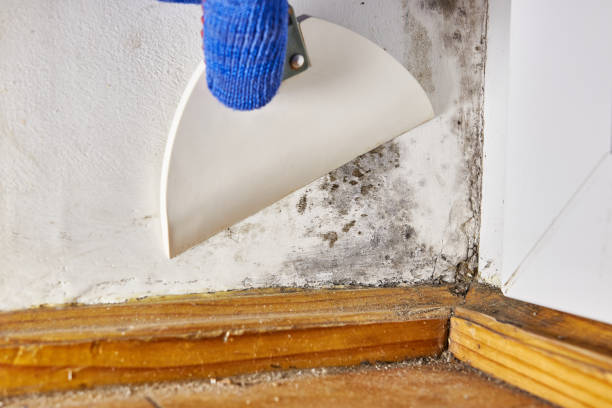 Best Water Damage & Mold Remediation  in Spanay, WA