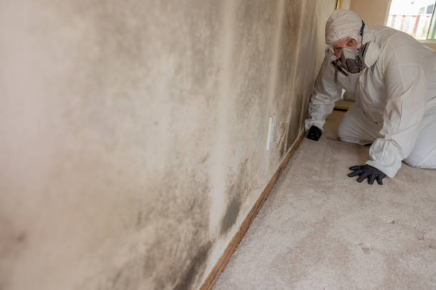 Best Asbestos and Lead Testing During Mold Inspection  in Spanay, WA